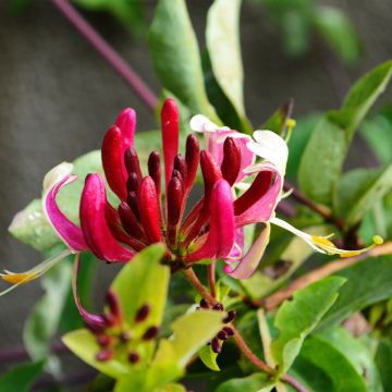 Lonicera japonica Darts World - Japanse kamperfoelie