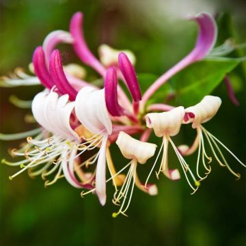 Lonicera japonica Sinensis - Japanse kamperfoelie