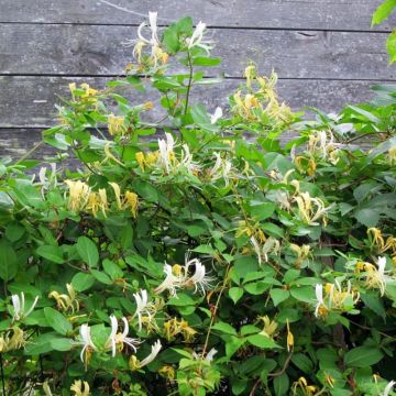 Lonicera japonica Sweet Isabel - Japanse kamperfoelie