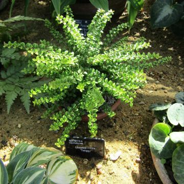 Lonicera nitida Twiggy - Chinese kamperfoelie