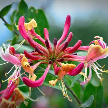 Lonicera periclymenum Belgica Select - Wilde kamperfoelie