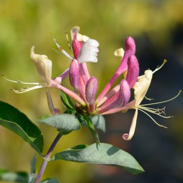 Lonicera periclymenum Belgica - Wilde kamperfoelie