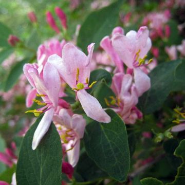 Lonicera tatarica - Tartaarse kamperfoelie