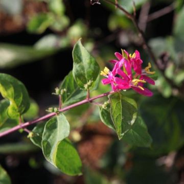 Lonicera tatarica Arnold Red - Tartaarse kamperfoelie