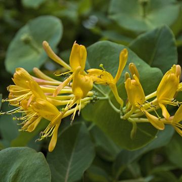 Lonicera tellmaniana - Kamperfoelie