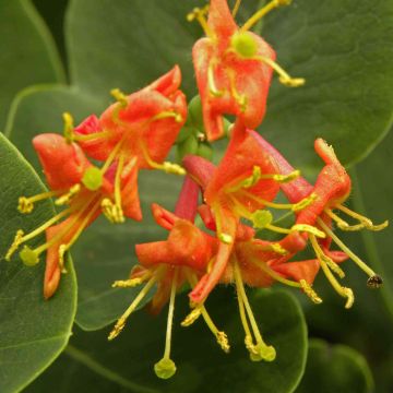 Lonicera heckrottii Firecracker - Kamperfoelie