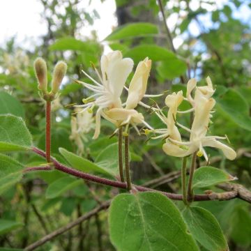 Lonicera xylosteum - Struikkamperfoelie