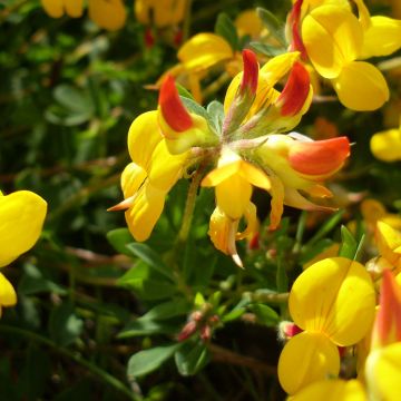 Lotus corniculatus Plenus - Gewone rolklaver