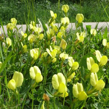 Lotus maritimus - Hauwklaver