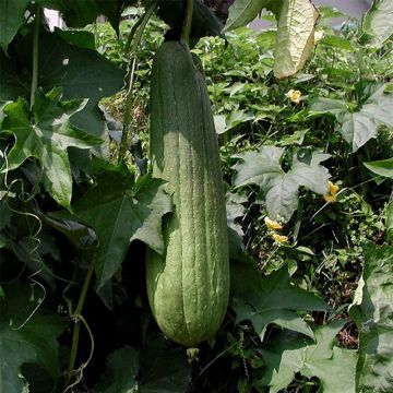 Sponskomkommer - Luffa cylindrica Sponskomkommer - Luffa cylindrica