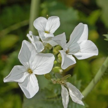 Lunaria annua Alba - Judaspennig