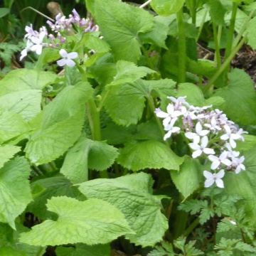 Lunaria rediviva - Wilde judaspenning