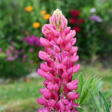 Lupine Gallery Pink - Lupine