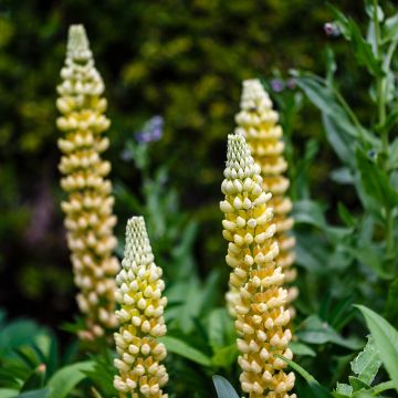 Lupine Gallery Yellow - Lupine