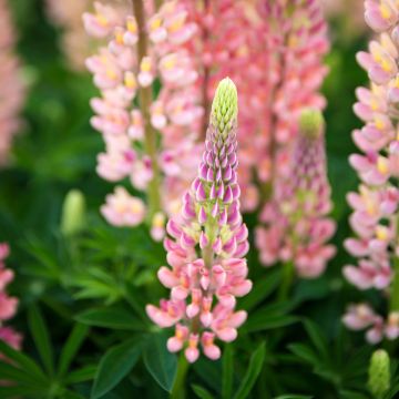 Lupine West Country Salmon Star - Lupine