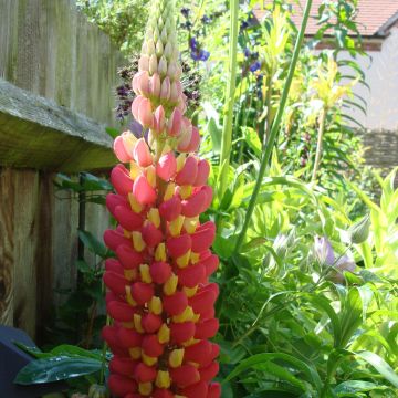 Lupin West Country Tequila Flame - Lupine