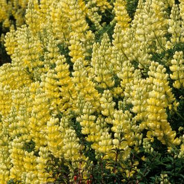 Lupinus arboreus - Boomlupine