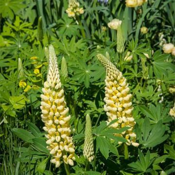 Lupinus Chandelier - Lupine