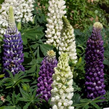 Lupine Gallery Blue - Lupine