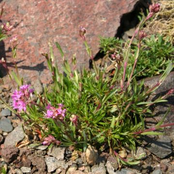 Lychnis alpina - Alpenpekanjer