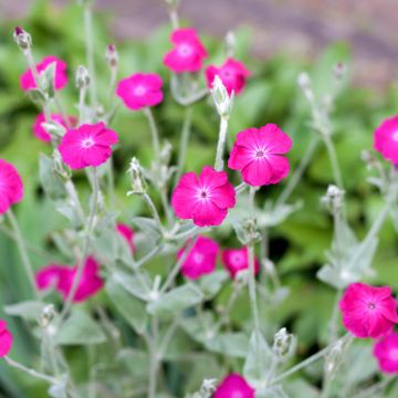 Lychnis coronaria - Prikneus