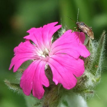 Lychnis flos-jovis Peggy - Jupiterbloem
