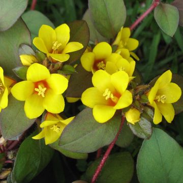 Lysimachia congestiflora - Wederik