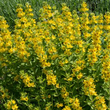 Lysimachia punctata - Puntwederik