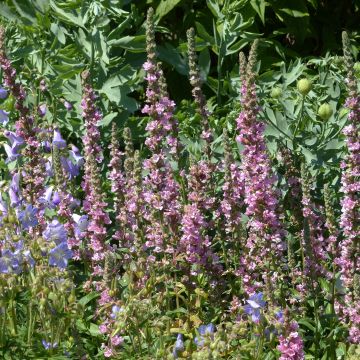 Lythrum salicaria Blush - Grote kattenstaart