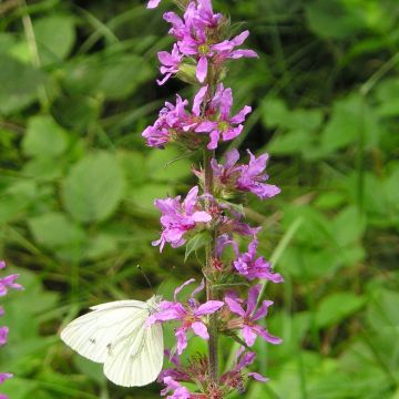 Lythrum virgatum Dropmore Purple - Roedekattenstaart
