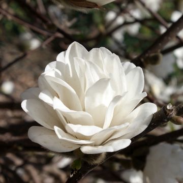 Magnolia loebneri Mags Pirouette - Beverboom