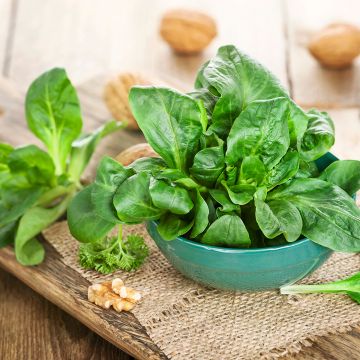 Veldsla Groene van Kamerijk - Vilmorin