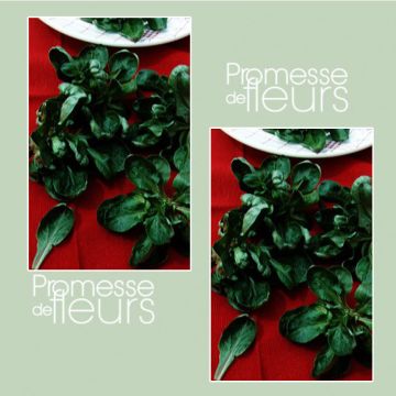 Veldsla Schelp van Louviers Veldsla Schelp van Louviers