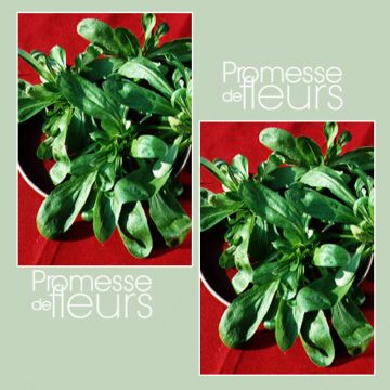 Veldsla Groene Volhart