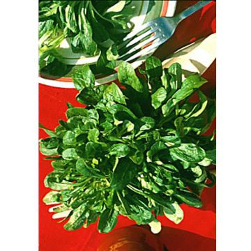 Veldsla Groene van Etampes Veldsla Groene van Etampes