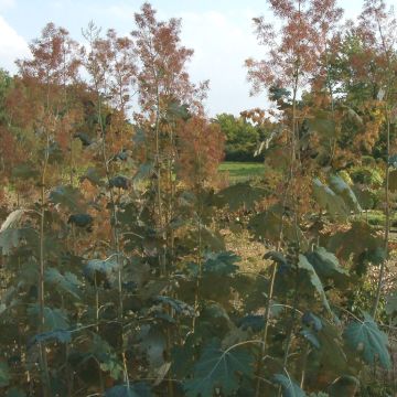 Macleaya microcarpa Kelway's Coral Plume - Pluimpapaver