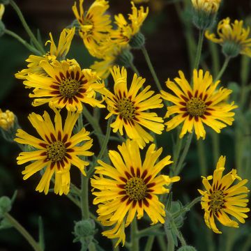 Madia elegans Tropical Fruits (zaad) - Madia elegans