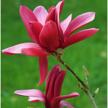 Magnolia Burgundy Star - Beverboom