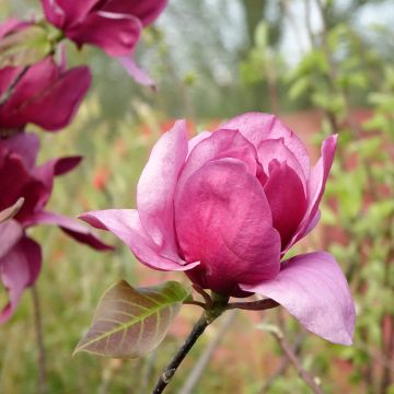 Magnolia Emperor - Gewone magnolia