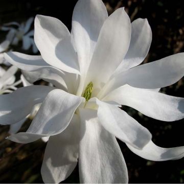 Magnolia stellata - Stermagnolia