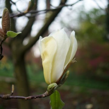 Magnolia Yellow Lantern - Beverboom