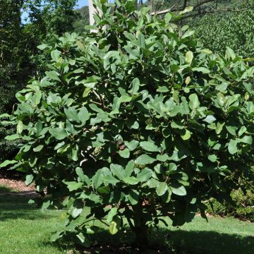 Magnolia delavayi - Beverboom