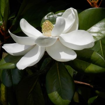 Magnolia grandiflora Treyve - Zuidelijke magnolia