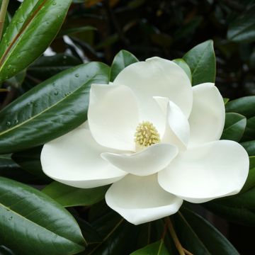 Magnolia grandiflora Victoria - Zuidelijke magnolia