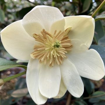 Magnolia laevifolia Achteraan - Bananenstruik