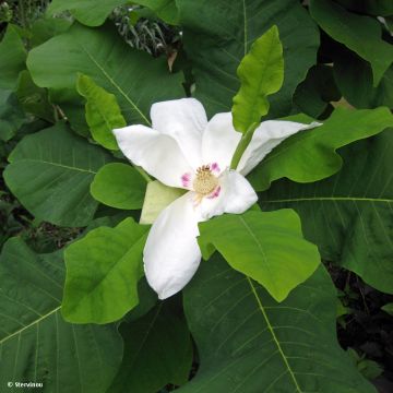Magnolia macrophylla ashei - Grootbladige magnolia