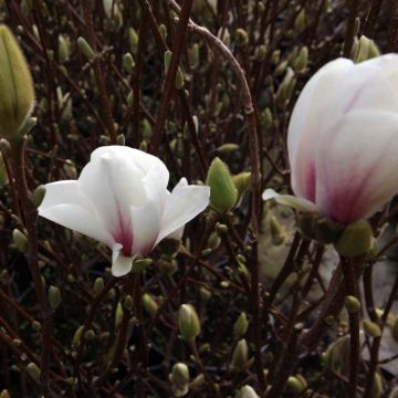 Magnolia soulangeana Alba Superba - Gewone magnolia