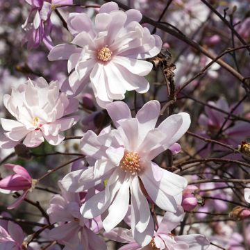 Magnolia stellata Rosea - Stermagnolia