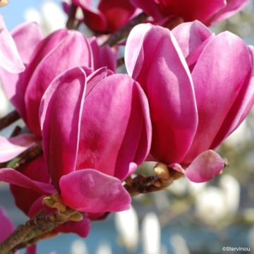 Magnolia Shirazz - Beverboom