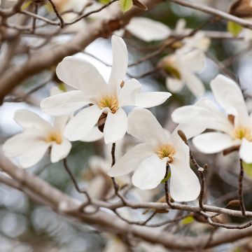 Magnolia kobus (zaad) - Noordelijke Japanse magnolia